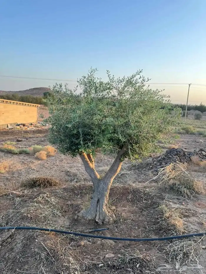 شجر زيتون 8