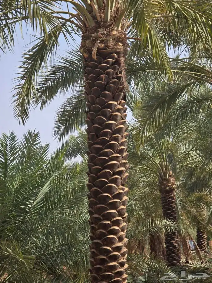 يوجد لدينا نخيل بجميع انواعه واجميع مقاساته 4
