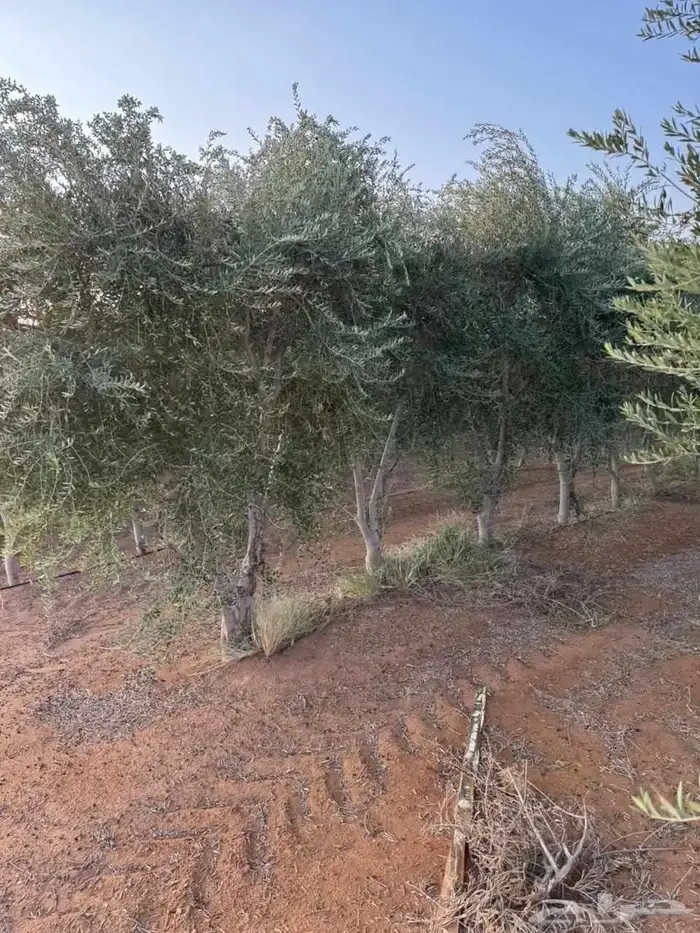 يوجد لدينا نخل عربي وشنطني 1