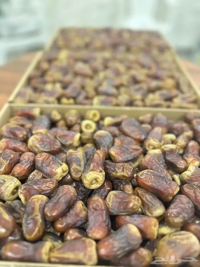 تمر برني العيص من المدينة المنورة 2