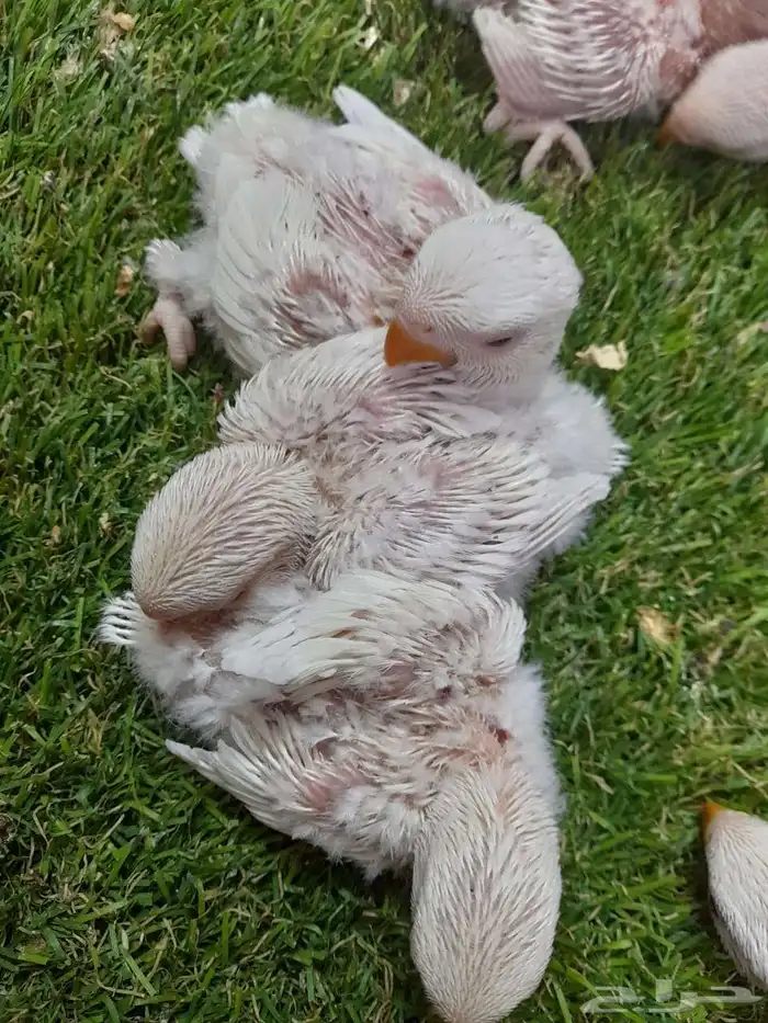 روز فروخ روز البينو غر 7