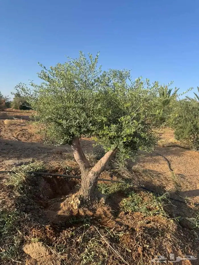 شجر زيتون 3