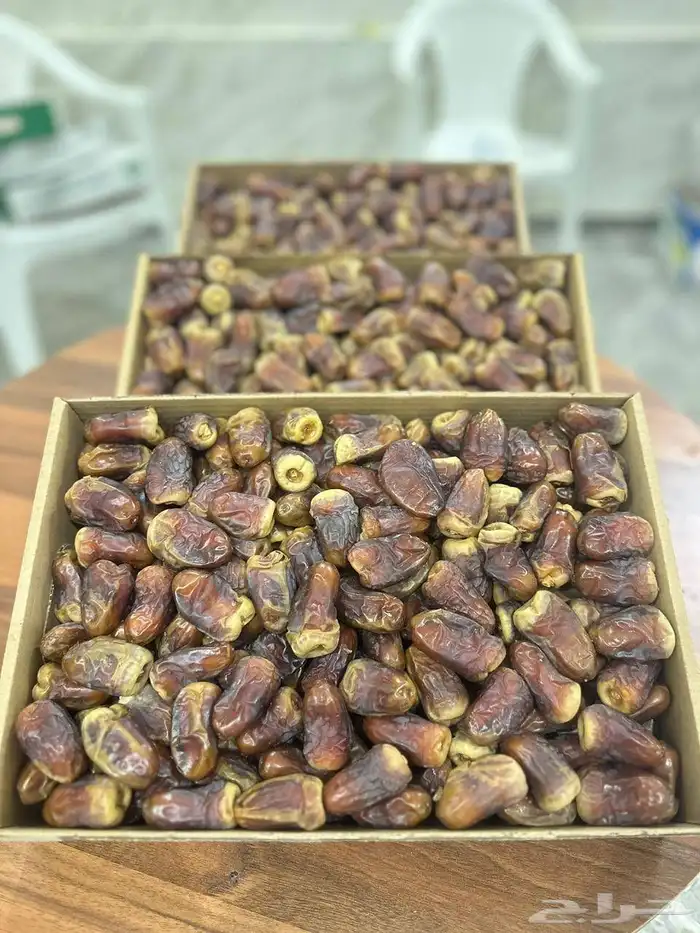 تمر برني العيص من المدينة المنورة 1