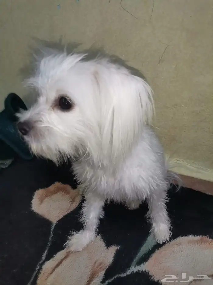 كلب شيواوا لطيف جدا 2