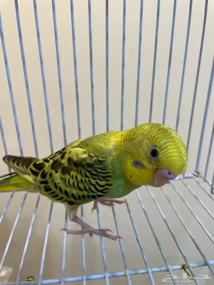 طيور بادجي (عاشق ومعشوق) بألوان مميزة 3