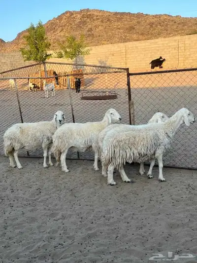 ضأن للبيع index