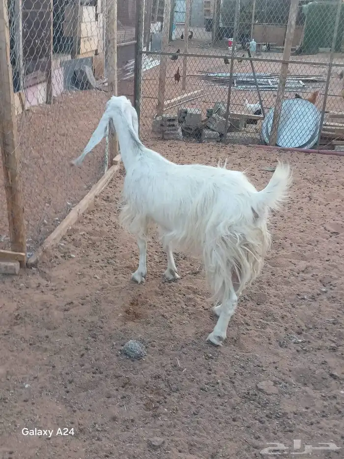 البيع معزا العدد 4 0