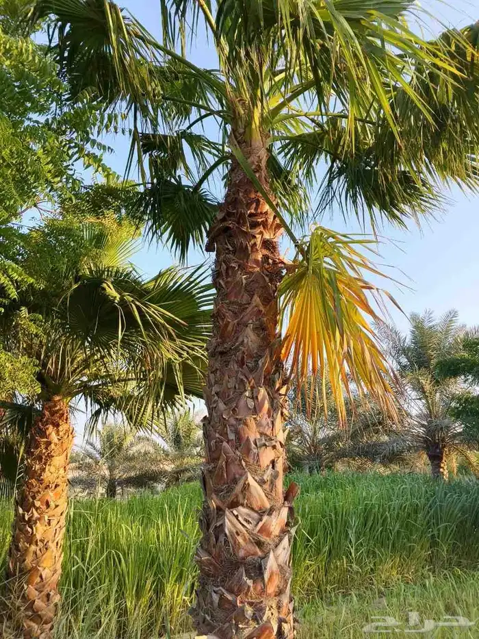 ابوياسين لبيع جميع انواع النخيل البلدي والواشنطن والفسيل 4