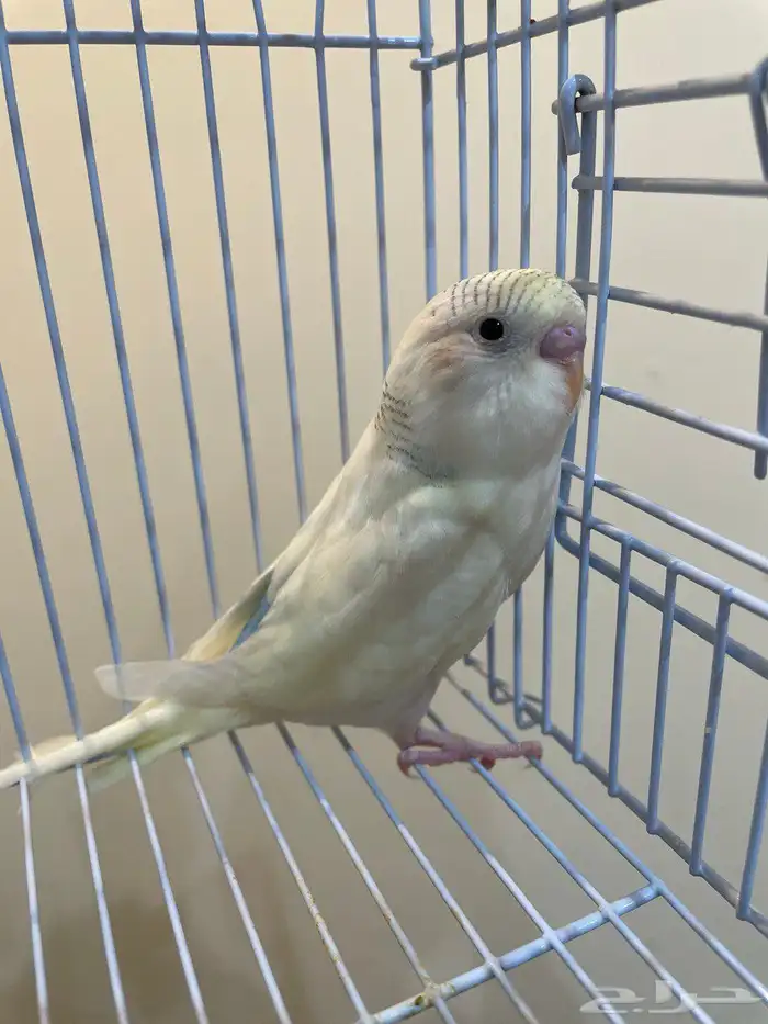 طيور بادجي (عاشق ومعشوق) بألوان مميزة 1