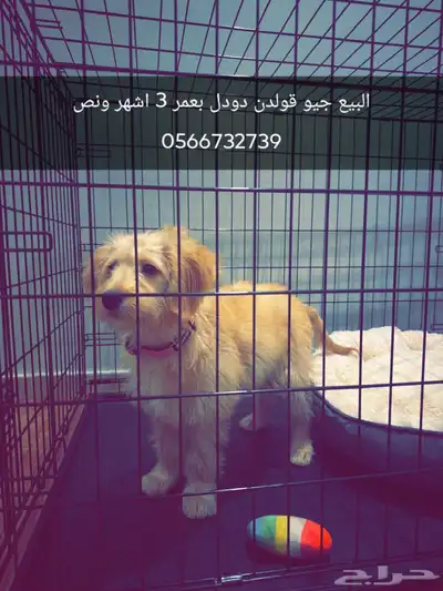 للبيع المستعجل جرو جولدن دودل index