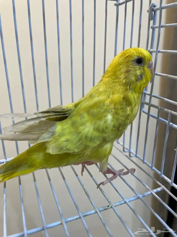 طيور بادجي (عاشق ومعشوق) بألوان مميزة 2