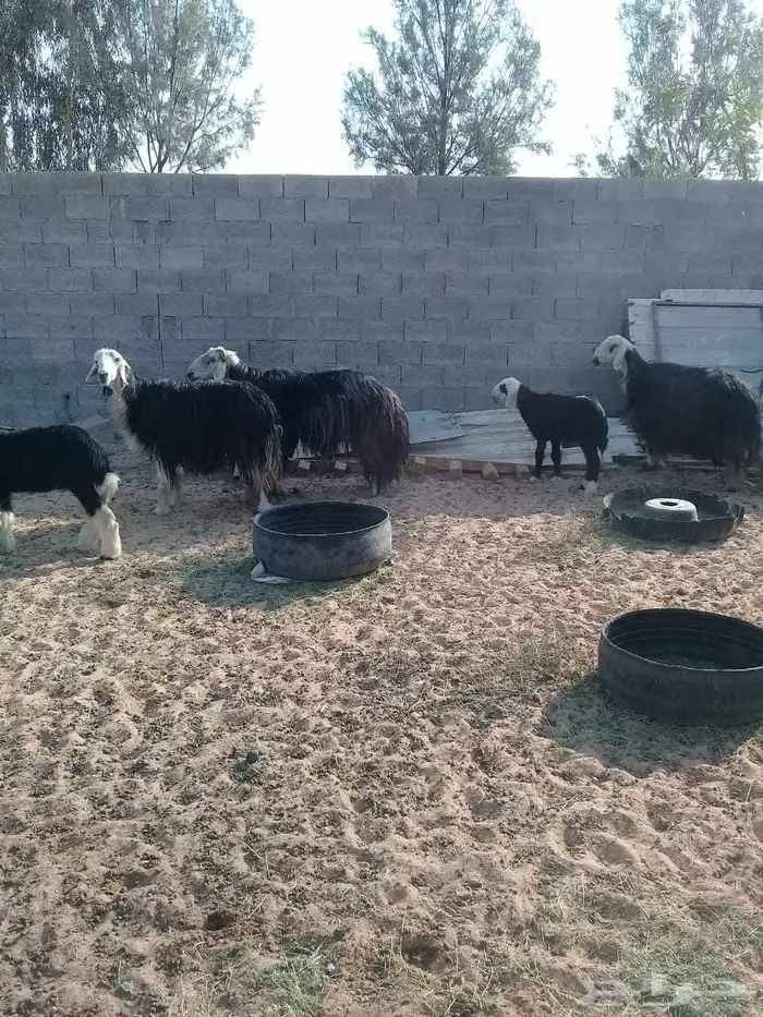 للبيع غنم نجد 1