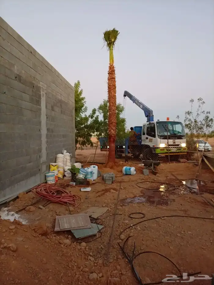 نخله واشنطني جميع المقاسات توريد في جميع المملكه اقل الاسعار 4