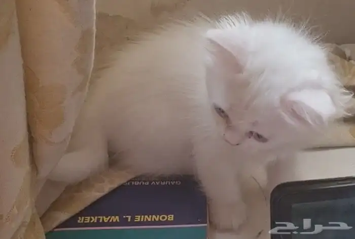 ما شاء الله للبيع كيتنز خليط هيمالايا مع شيرازي العمر شهرين 2