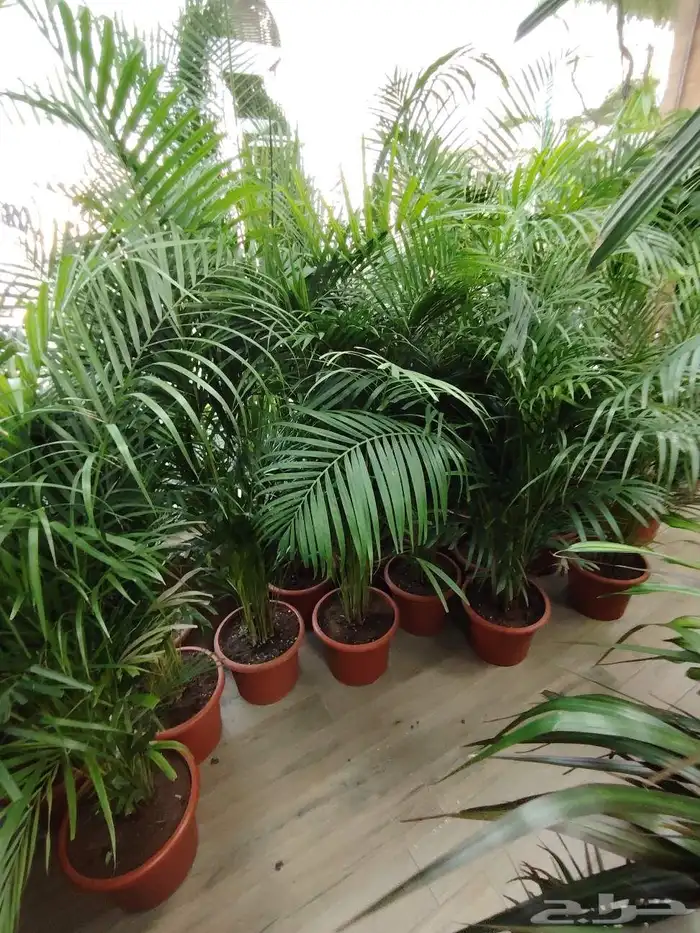 مشتل الحياه الطبعيه نبتات دخلي وخرجي 9