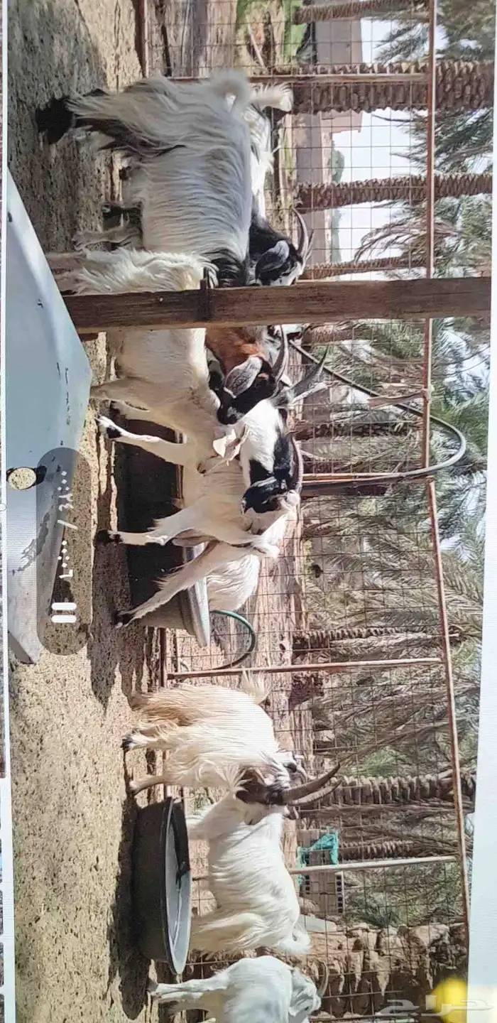 ماعز مشكلة عدد 14 0