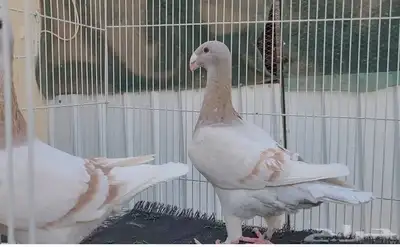 جوز هومر وفرايد index