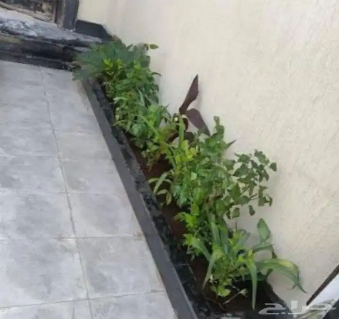 الشجار جهنميات. جميع الاشجار متوفره. 8