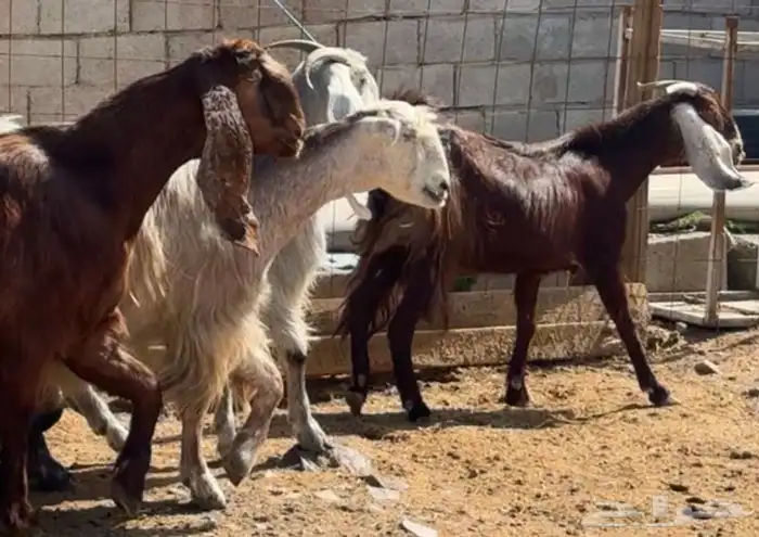 جفار ومعزا مصريات هجين شامي بفحولها مراح 35