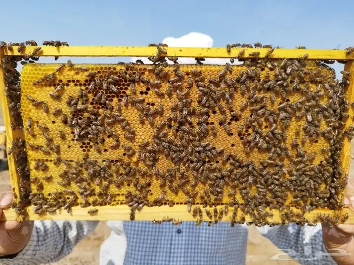 30 خليه نحل بلدي 3