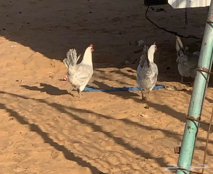 دجاج فيومي بشاير 2