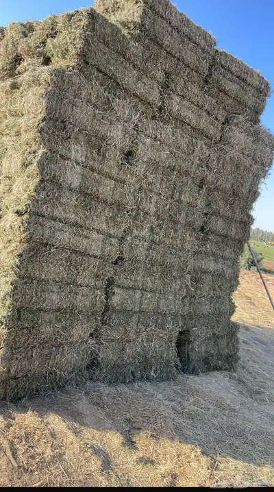 برسيم للبيع 0