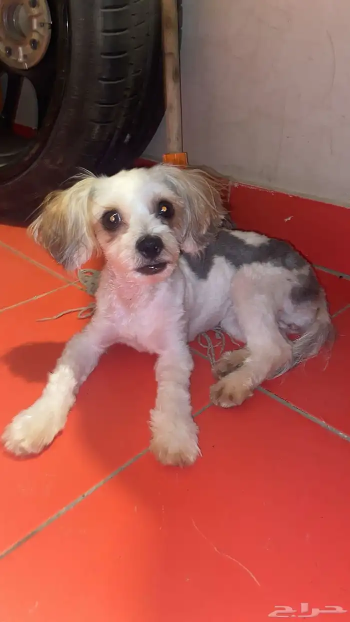 كلب للتبني 1