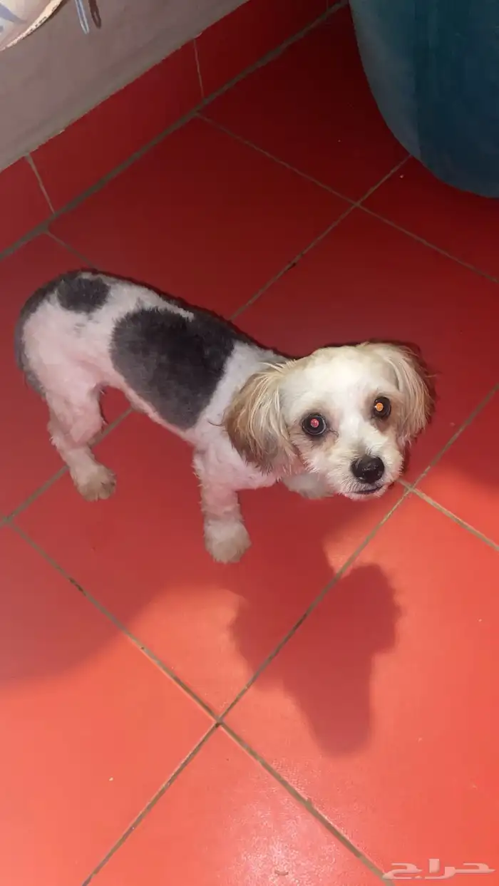 كلب للتبني 0