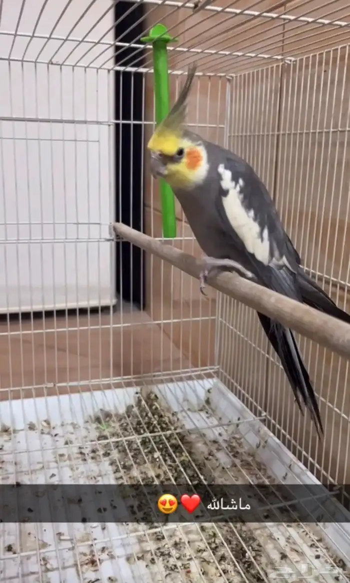 طير كروان اليف مايعض ولعوب وعنده كلام على حسب مزاجه وعمره سن 0