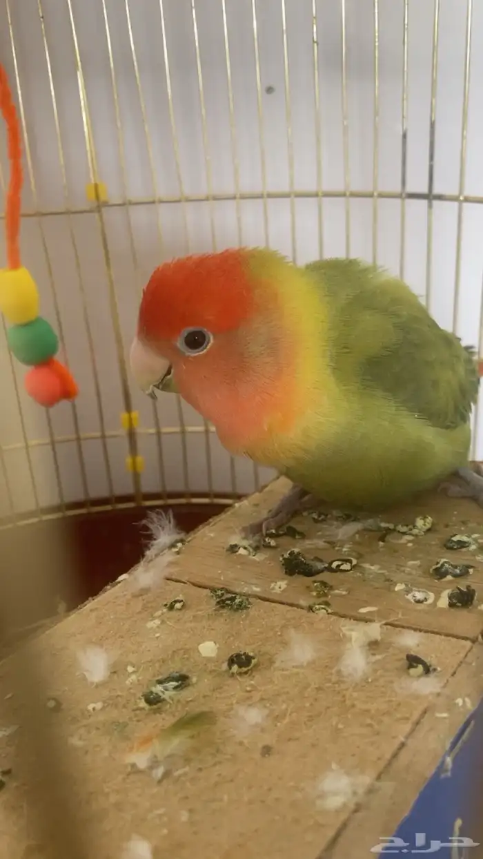 ببغاء روز ذكر 3