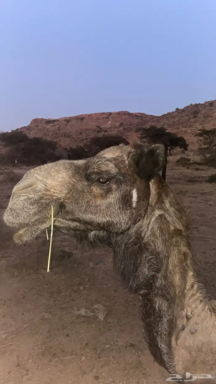 ناقه مجهم عربيه لقاح في 6 شهور 0