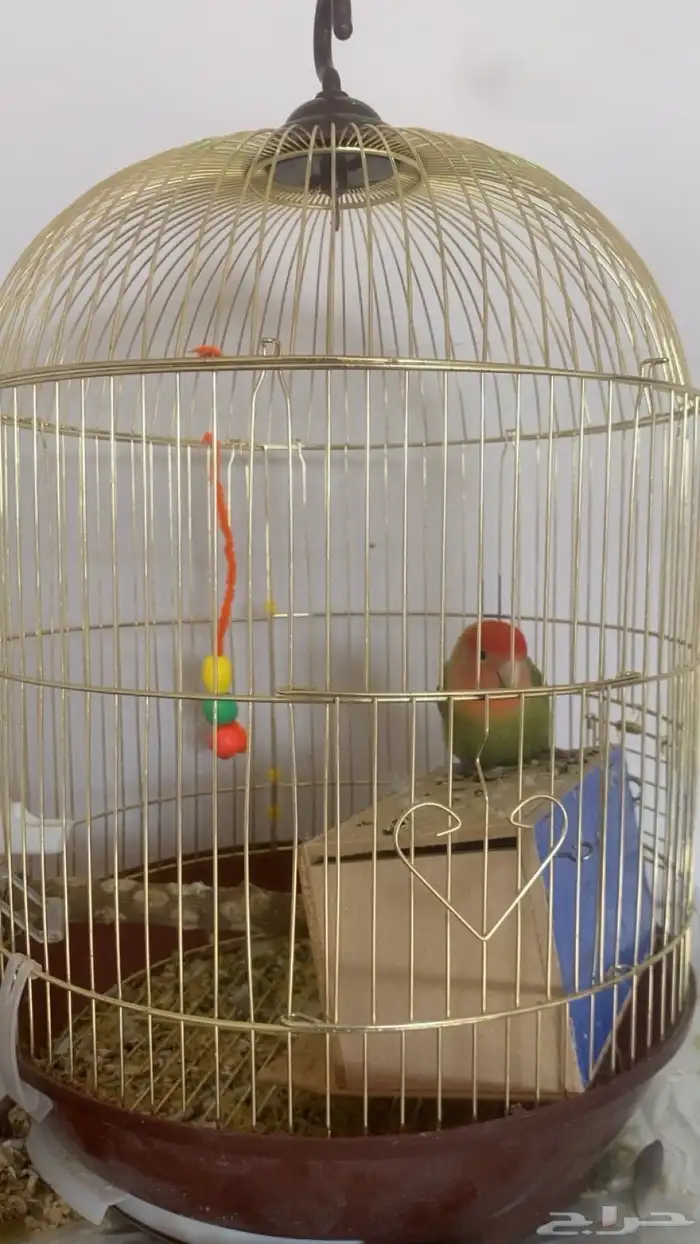 ببغاء روز ذكر 4