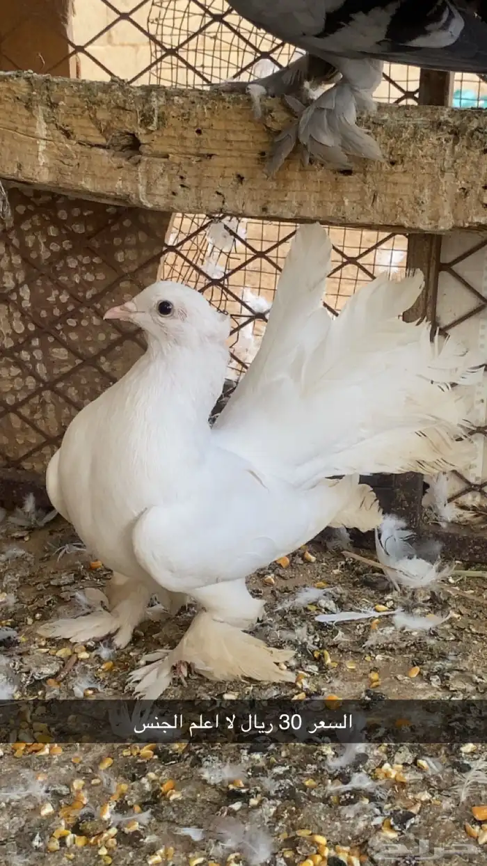 حمام زينه وبلدي 5