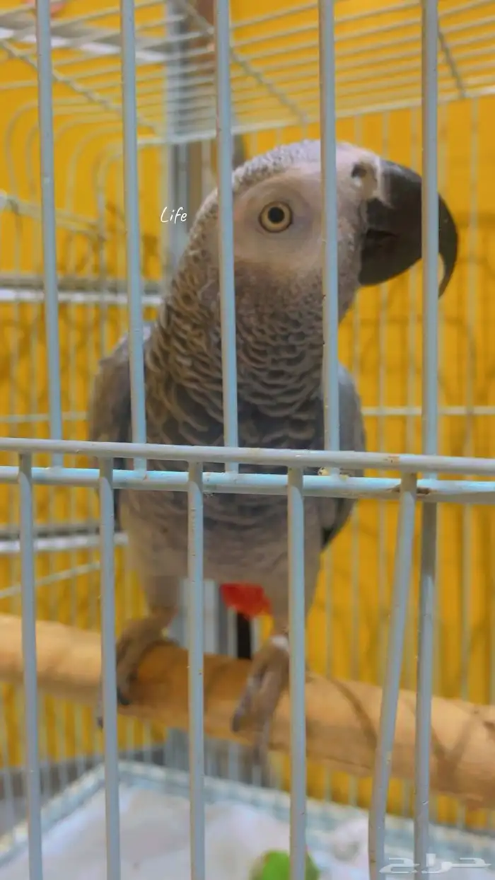 انثى كاسكو متكلم اليف 0