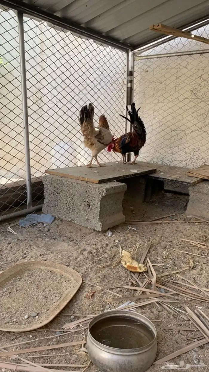 دجاج وديك كفو 1