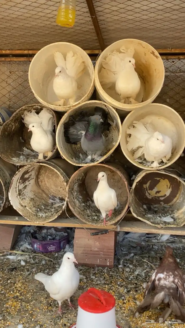 حمام زينه وبلدي 10