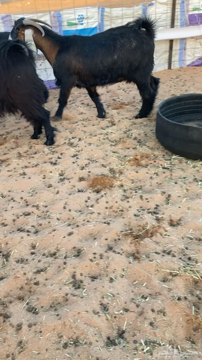 معزا عوارض دفيع ومضاريع شرط سونار 2