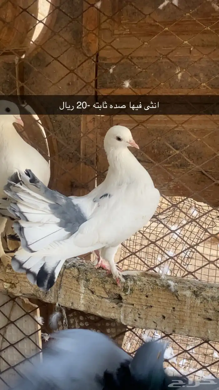 حمام زينه وبلدي 2