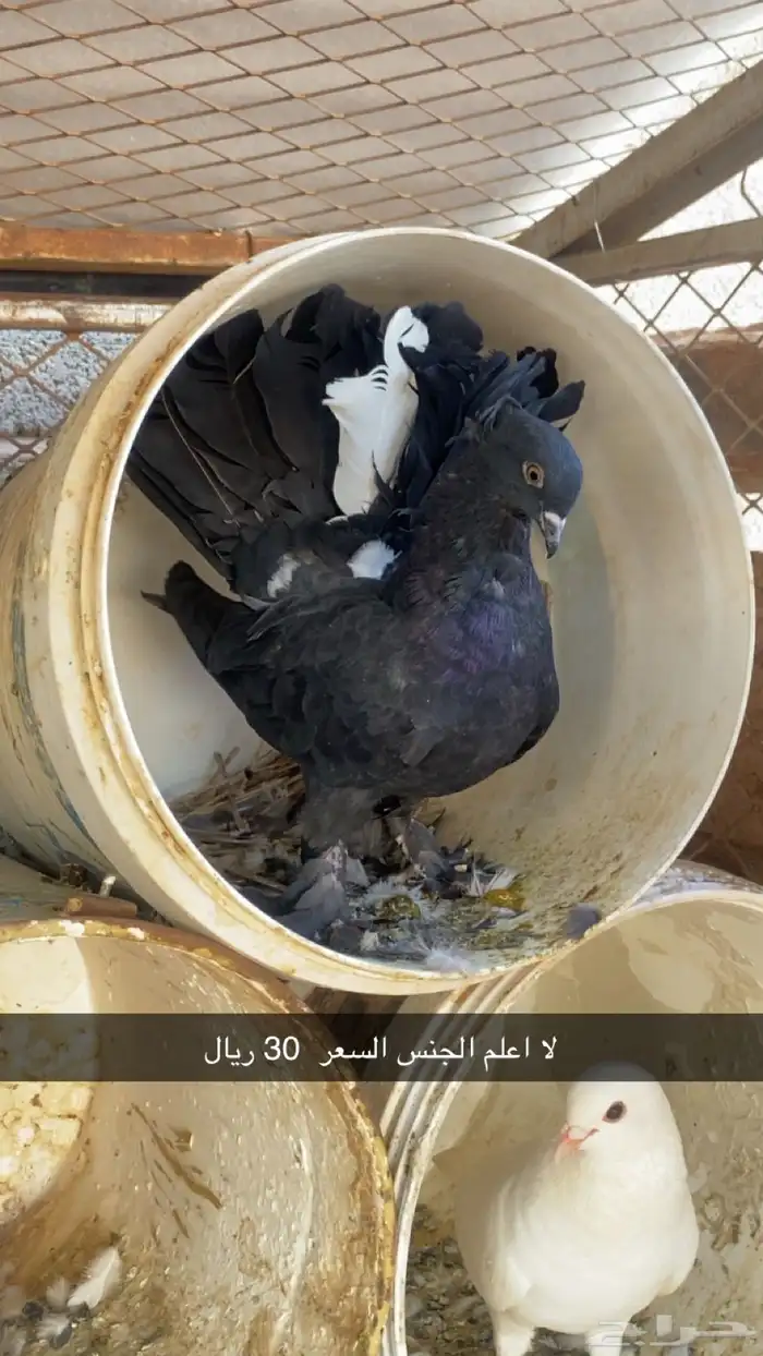 حمام زينه وبلدي 6