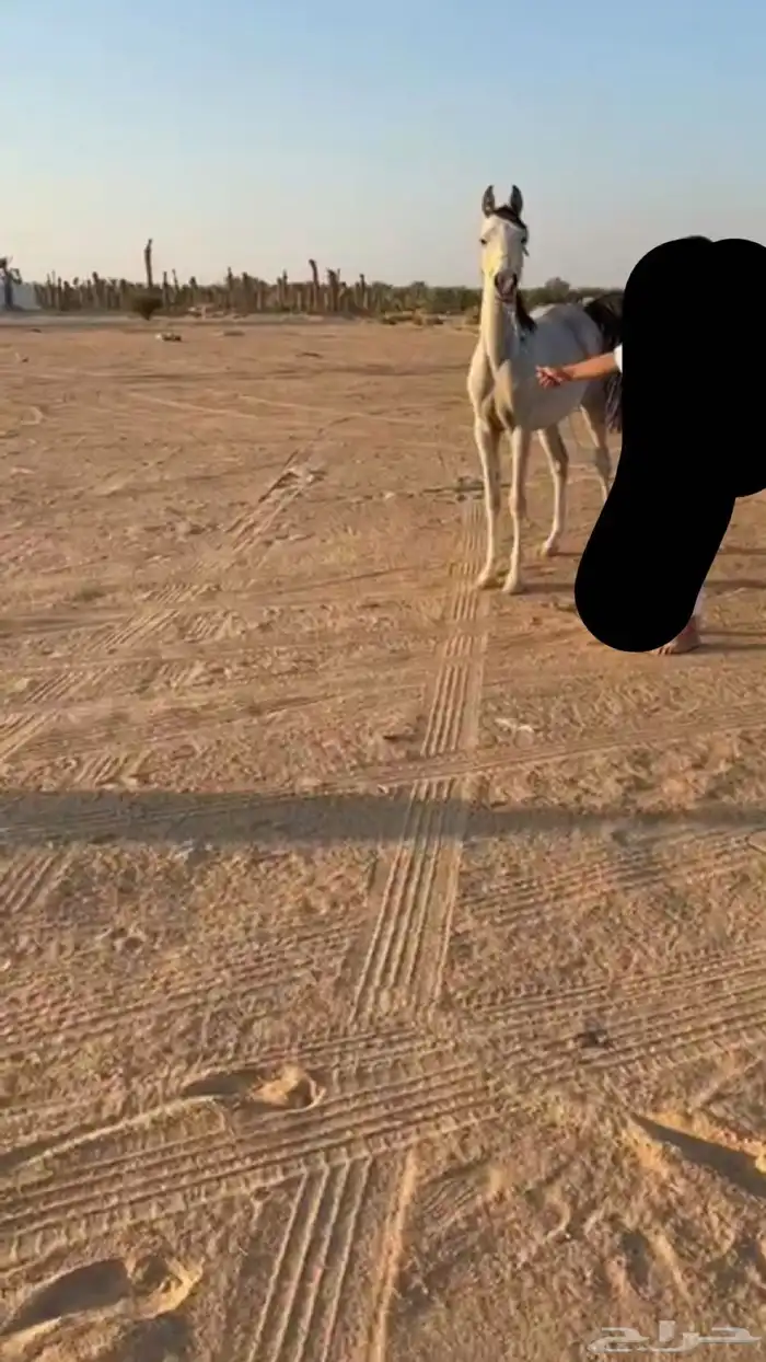 مهر شعبي كفو 4