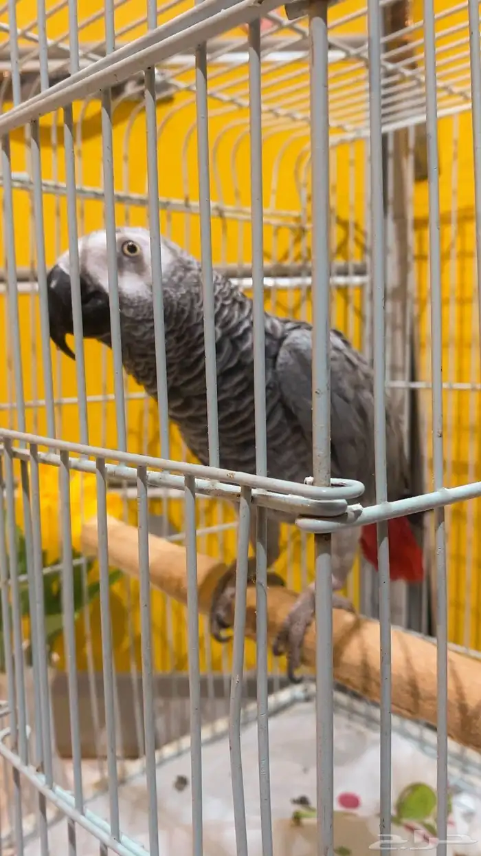 انثى كاسكو متكلم اليف 1