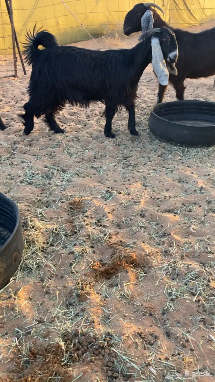 معزا عوارض دفيع ومضاريع شرط سونار 3