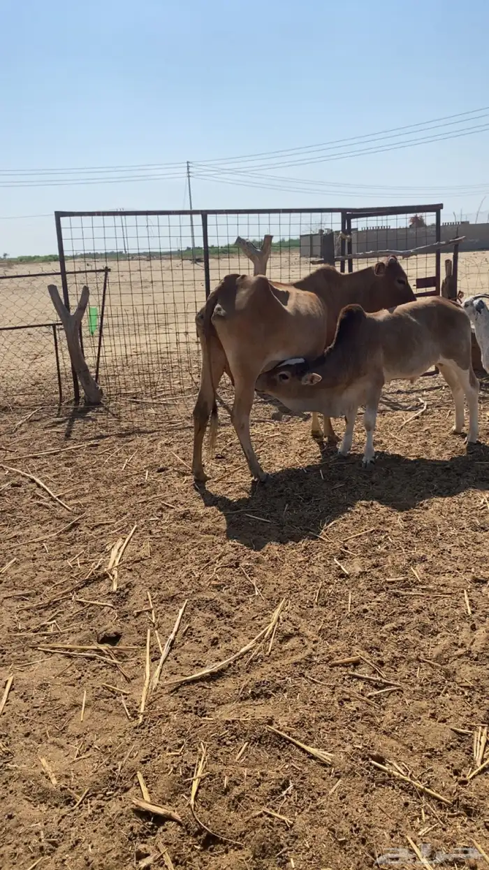 حسيل عجل لباني 0