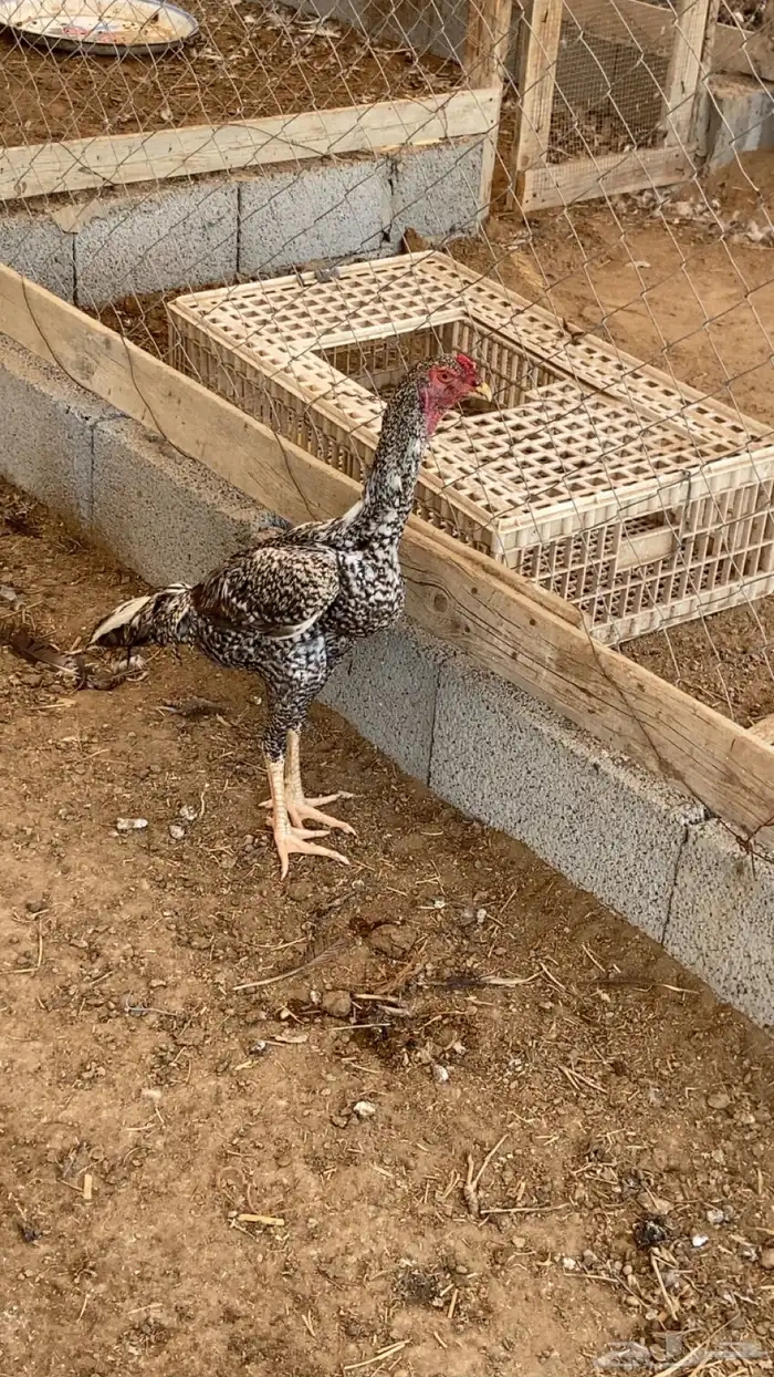 ثلاثة ديوك شامبو عمر ثمانية شهور 0