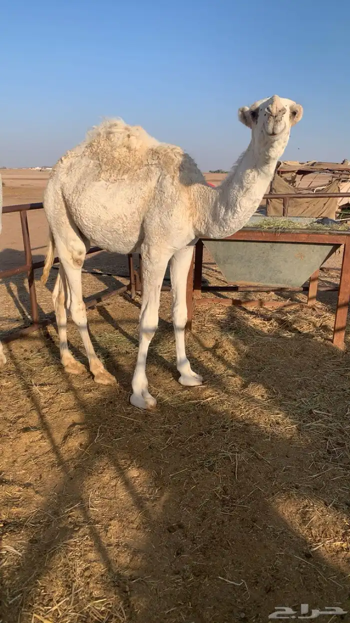 للبيع قعود باتلي 0