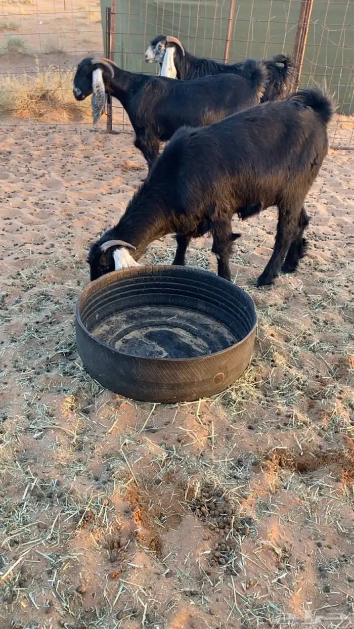 معزا عوارض دفيع ومضاريع شرط سونار 6