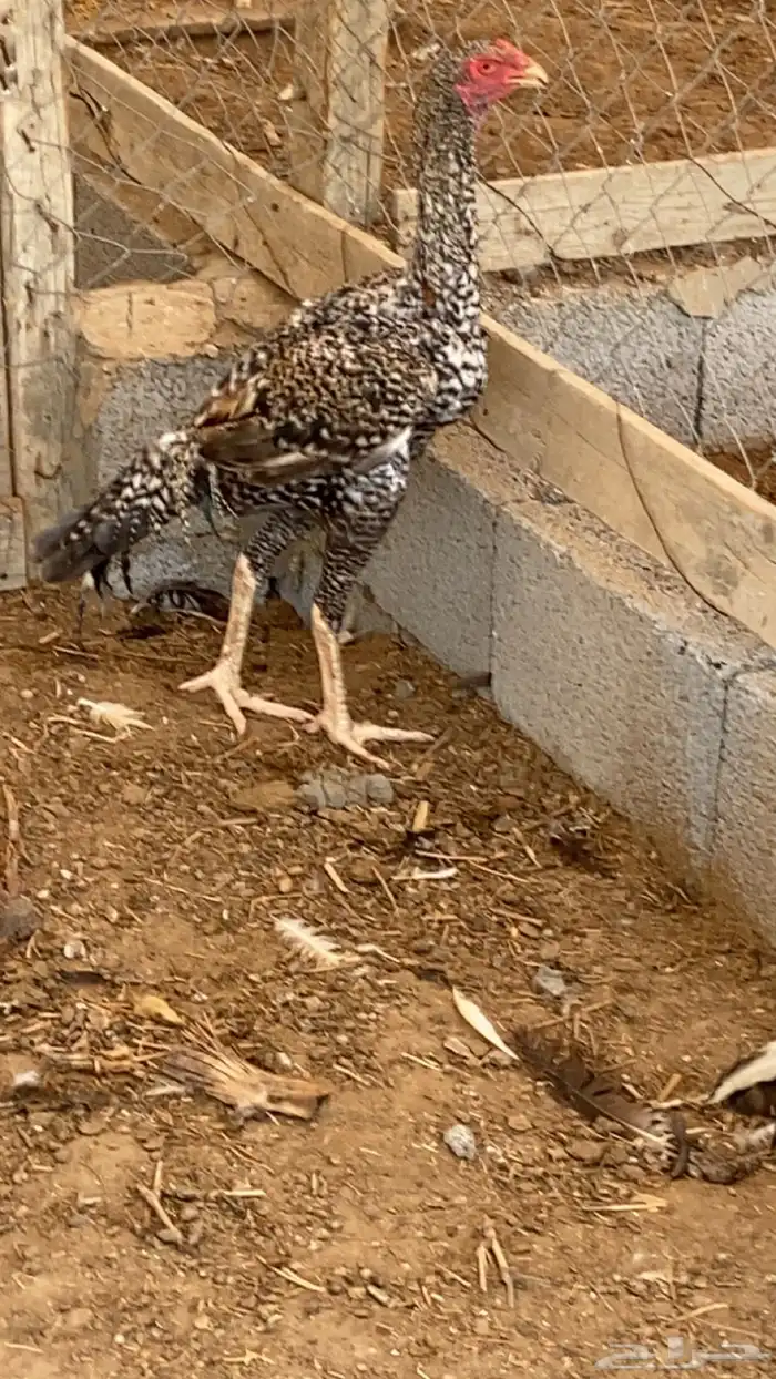 ثلاثة ديوك شامبو عمر ثمانية شهور 2