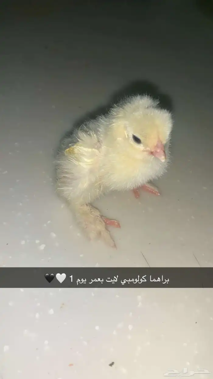 فروخ براهما كولومبي لايت سلالة اصيلة 8