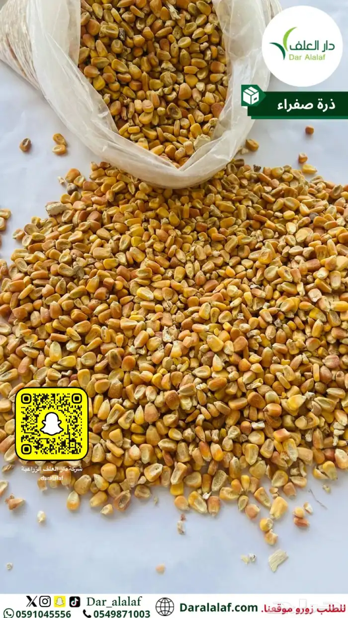 ذرة صفراء علف 1