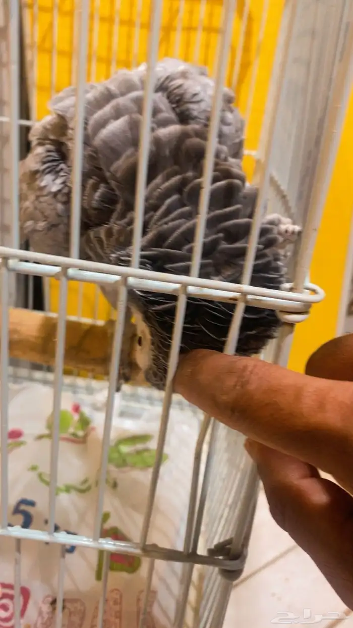 انثى كاسكو متكلم اليف 6